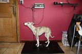 WHIPPET - PESEE 022